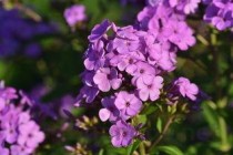 穿心莲，穿心莲菜