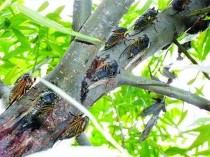 世界上最成灾的虫子,虫灾又来了！草地贪夜蛾已经入侵我国，会对我国造成什么危害？