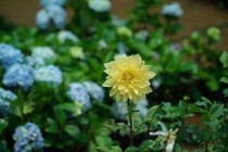 三种人坚决不能吃黄芪，三种人坚决不能吃黄芪西洋参