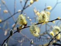 蔷薇花，蔷薇花的养殖方法和注意事项
