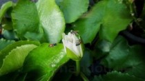 莲花清瘟是上市公司，连花清瘟 上市公司