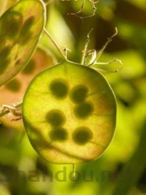 种植中药材价格表，中药种植成本与收益