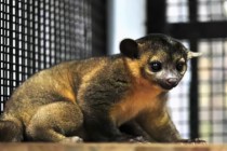 中国最珍惜的水果是什么养在深闺人未识，来自秦晋蒙三省交界的中国珍稀果品——海红果