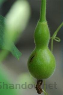 斯皮仁诺胶囊说明书，斯皮仁诺胶囊说明书禁忌
