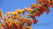 紫灵芝的功效与作用，紫灵芝的功效与作用护肤品