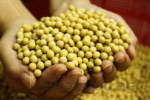 国珍松花粉，国珍松花粉是国家正规保健品吗