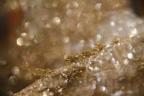 猫爪草最佳散结配方比例是多少，猫爪草最佳散结配方