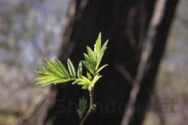 小叶榕树的养殖方法和注意事项，小叶榕树百科