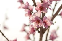 中国最粗紫藤，世界上最大的紫藤花树