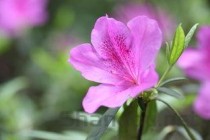 石药集团阿奇霉素分散片说明书，阿奇霉素分散片说明书