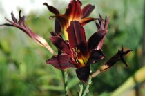 世界上最漂亮的金子，世界上最美的金鱼图片