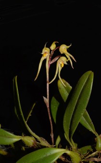 世界上最濒危植物排名,即将消失的世界十大濒危植物有哪些?