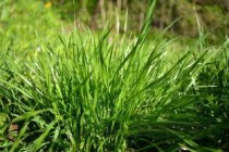 红霉素眼膏怎么涂眼睛，乌龟红霉素眼膏怎么涂眼睛