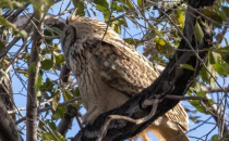 世界上最凶的鸮猫头鹰战斗力排行？