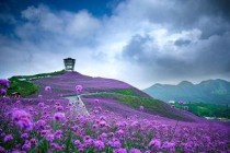 柳叶马鞭草的功效与作用，柳叶马鞭草