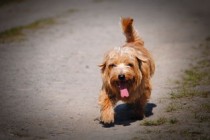 世界上最温顺的猎犬是什么，世界上最温顺的猎犬
