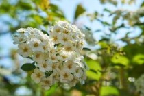 红花继木，红花继木栽在庭院好吗