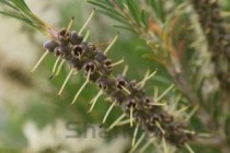 拉莫三嗪片的功效，拉莫三嗪片的功效作用,对怀孕有问题吗