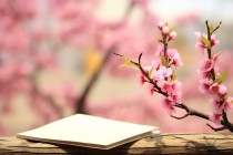 2024年江苏城市职业学院在广东计划招生人数（附学费及专业录取分）