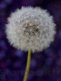蒲公英把我咽炎喝好了，喝蒲公英能治咽炎吗