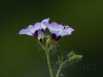 连花清瘟能退烧吗，连花清瘟能退烧吗?
