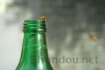 蛮龙液多少钱一瓶，蛮龙液500ml多少钱