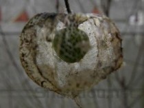 灵芝图片植物图片，灵芝图片
