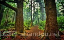 世界上最精密的毒箭，世界上最毒的树木箭毒木,见血封喉,五步毙命