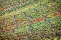 苜蓿草在农村叫什么，苜蓿草的种植方法
