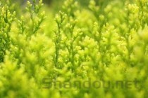 农村100种野菜图片大全图片和名字，农村100种野菜图片