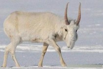 世界上现存最奇特生物世上10大最奇特植物有哪些