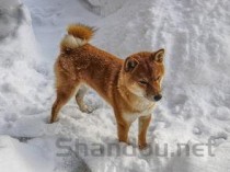 雷公藤片说明书，雷公藤片用法用量