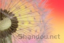 蒲公英花图片大全大图，蒲公英花图片