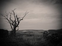 世界上最恐怖的桑葚，世界上最恐怖的树是谁