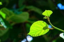 布洛芬可以吃腹痛吗，疼得厉害可以吃2粒布洛芬吗