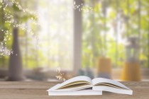 2024年青岛农业大学在广东计划招生人数（附学费及专业录取分）