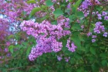 藏红花多少钱一克价格表，藏红花多少钱一克