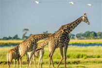 世界前十大陆地动物排名陆地上最厉害十大动物 最强大的动物有哪些