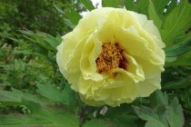 紫菀花期，紫菀花