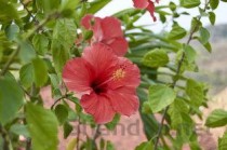 夏枯草治疗什么病，夏枯草能治什么病