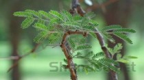 刺五加图片，刺五加图片 植物图片