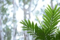 云南白药粉直接撒伤口，云南白药粉能撒伤口吗