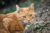 世界上最香的猫咪，世界上最香的猫咪排名
