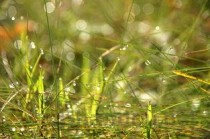 大苦菜和小苦菜图片大全，大苦菜和小苦菜图片