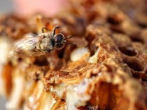 中国最牛蜂业，中国蜂产业排名