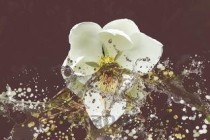 玉兰花，玉兰花泡水喝的功效与作用