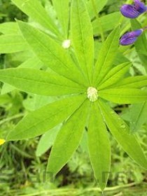 孩子汗疱疹用什么药好得最快最有效，汗疱疹用什么药好得最快最有效