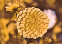 连花清瘟颗粒的作用是什么，连花清瘟颗粒的功效和副作用