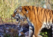 全世界动物智商排行榜，全世界动物智商排名前十