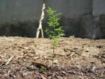 一枝黄花属，一枝黄花为什么被禁用
